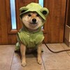 开心一刻👹👹 Telegram 频道头像
