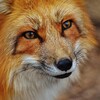 渗透/安全推送中心 Telegram 频道头像