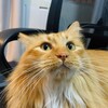 Demi's Daily Life 大咪的日常 Telegram 频道头像