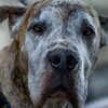 老狗🐶无甲Ai逆向教学 Telegram 群组头像