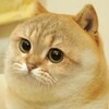 立党粉丝群（被V老师占领中） Telegram 群组头像