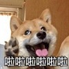 社工分享群 Telegram 频道头像